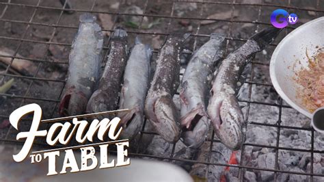 Farm To Table: Grilled fresh dalag and hito recipe .